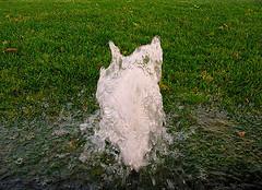 a broken pop up head can cause a flood in the yard