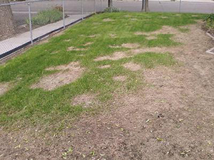 improper irrigation leads to dry patches in lawn